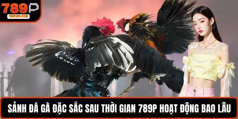 Sảnh đá gà đặc sắc sau thời gian 789P hoạt động bao lâu